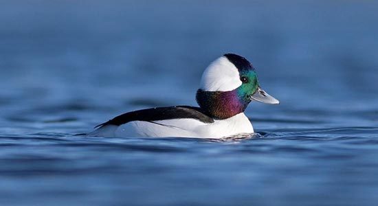 bufflehead